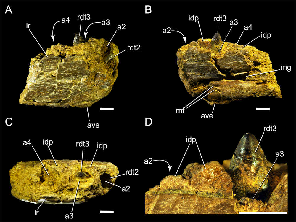 Figure 3 from Chiarenza et al. 2020 showing the anterior portion of a dromaeosaurid dentary that was found in northern Alaska.